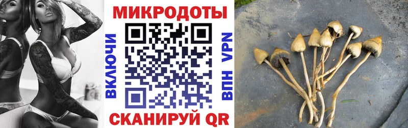 как найти закладки Мариинск Псилоцибиновые грибы Psilocybe